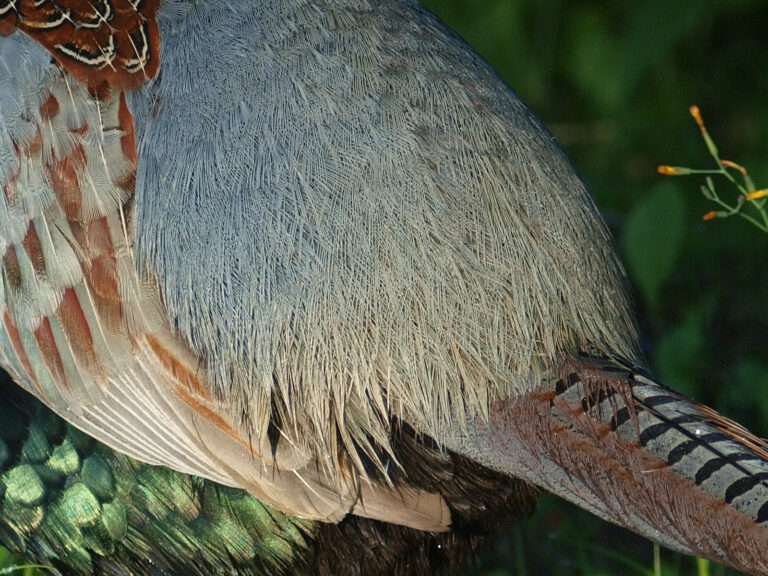 キジ