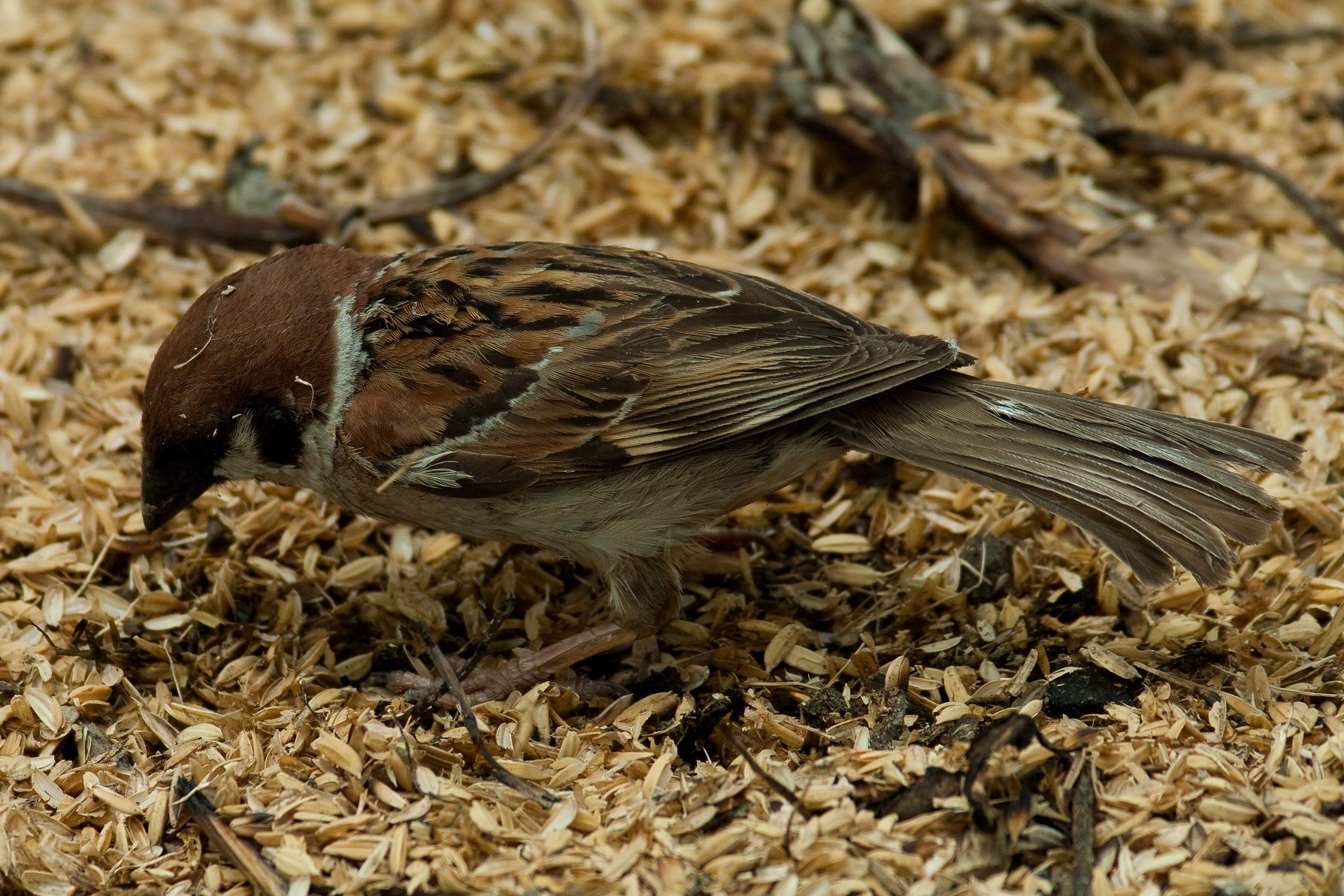 AFボーグ BORG60EDで撮影した野鳥・スズメの写真画像