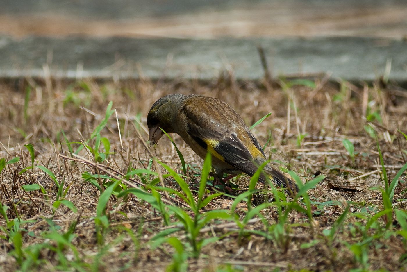 BORG77EDⅡで撮影した野鳥・カワラヒワの写真画像