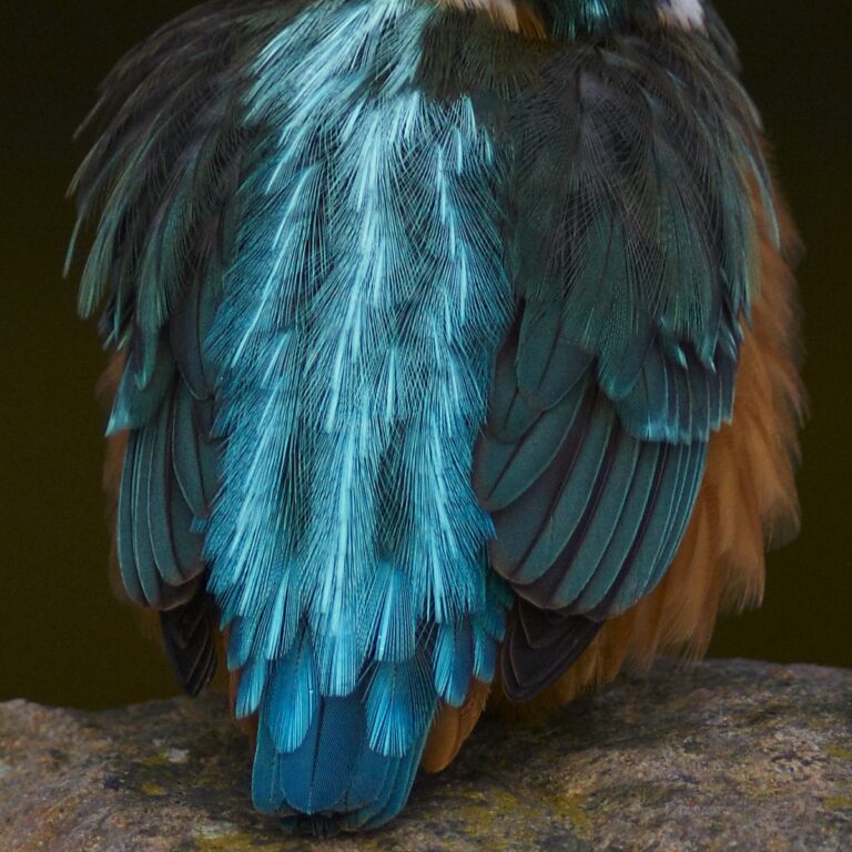 カワセミ
