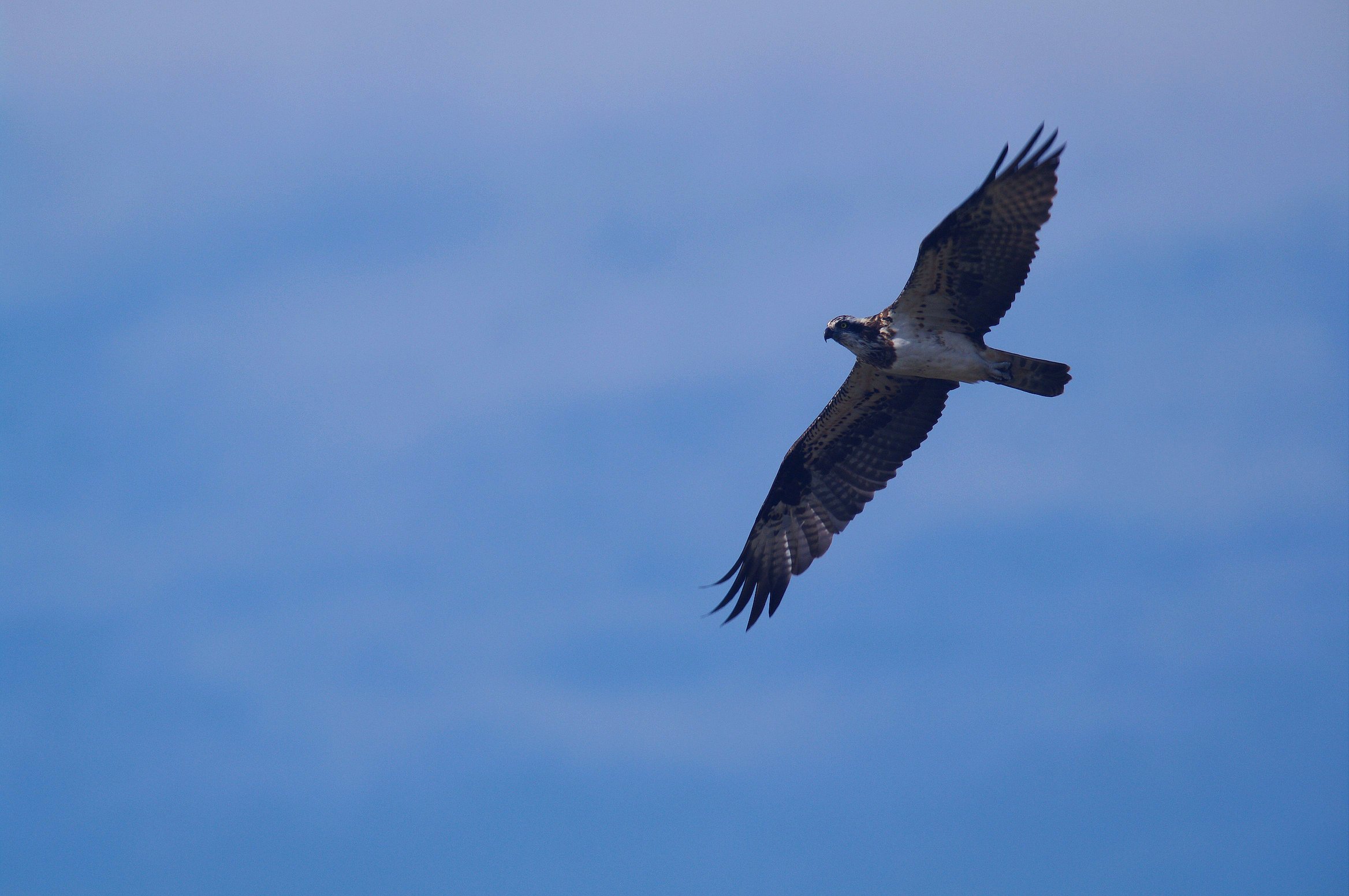 BORG71FLで撮影した野鳥・ミサゴの写真画像