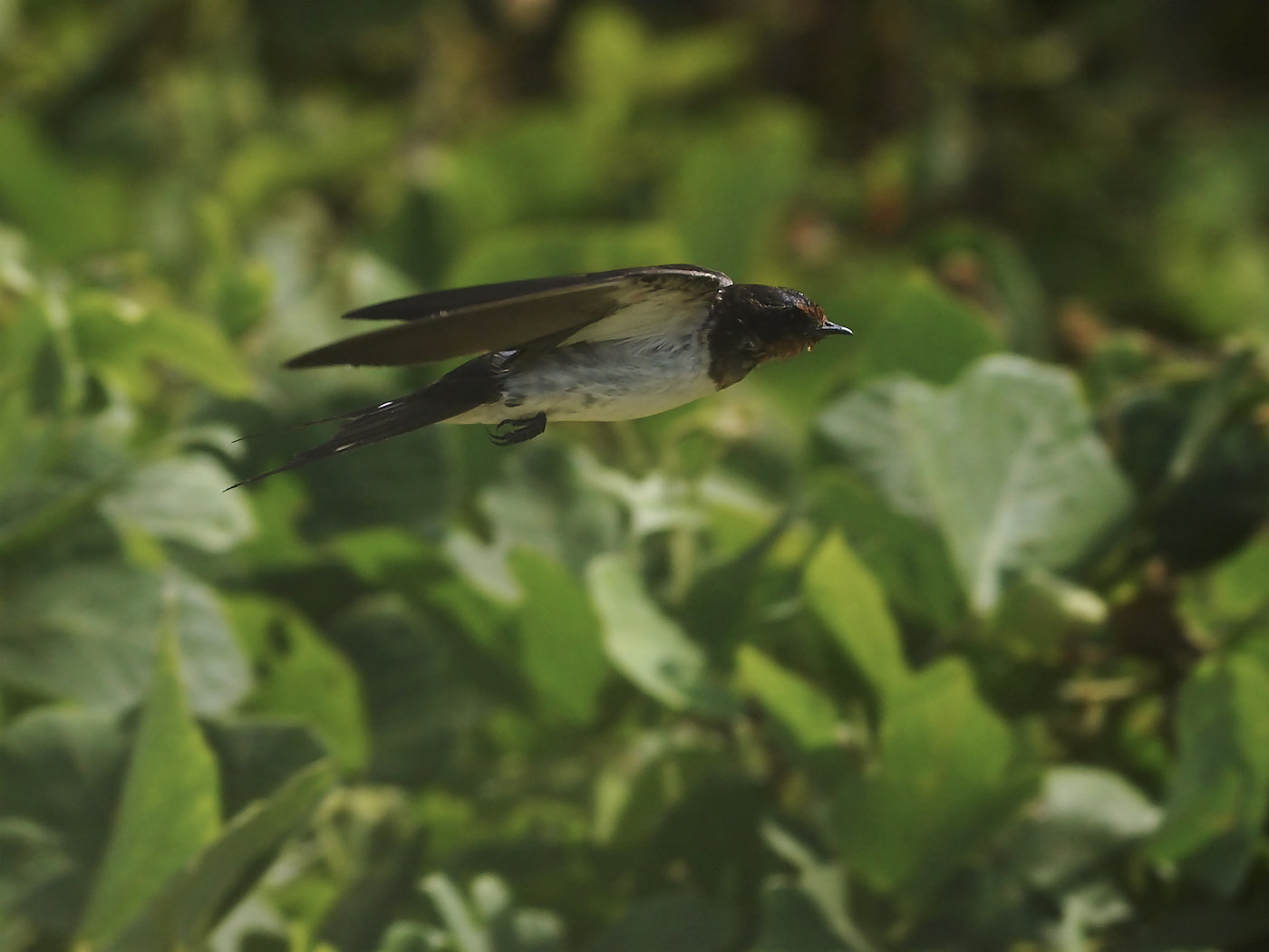 BORG71FLで撮影した野鳥・ツバメの飛翔写真画像(トビモノ)