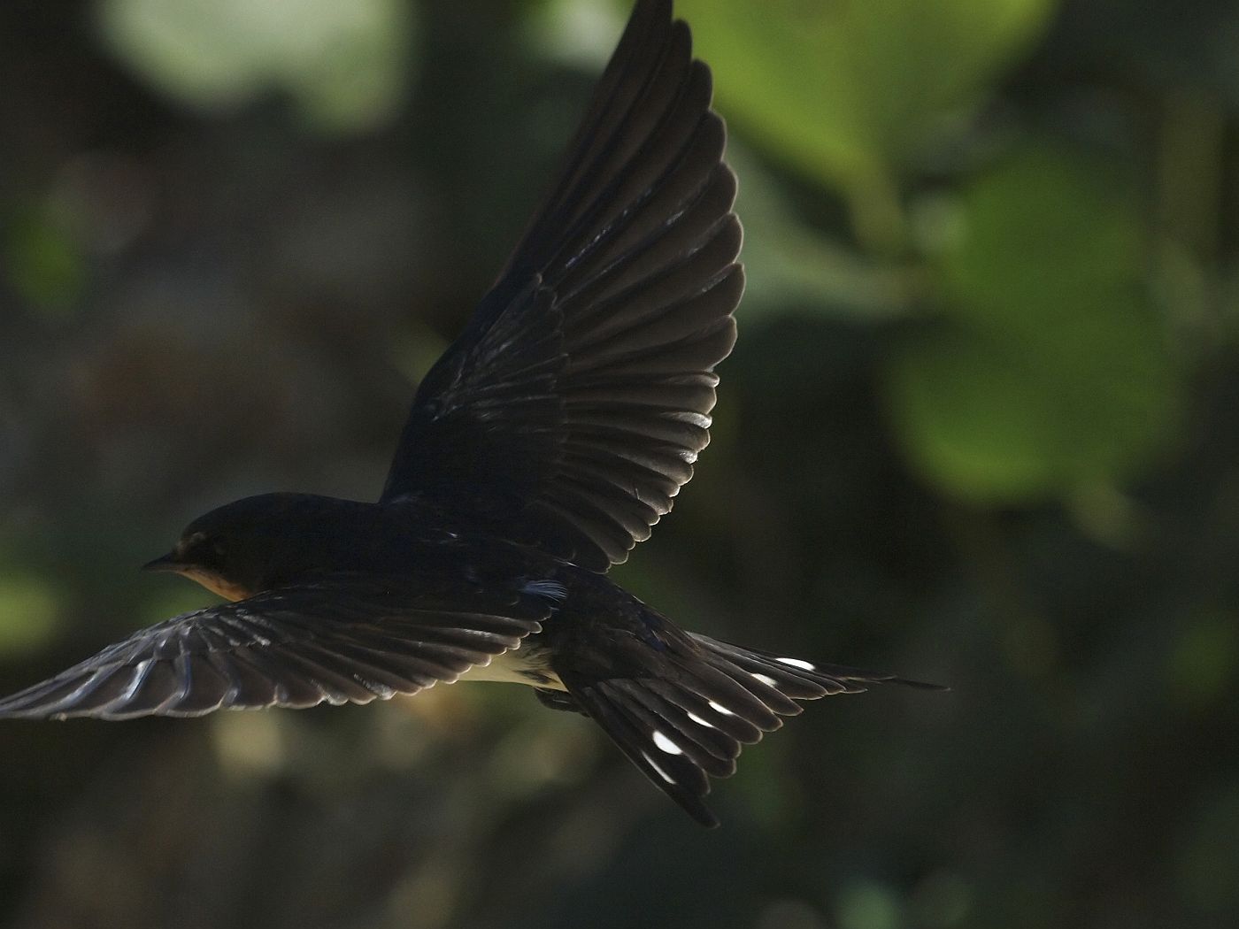 BORG45EDⅡで撮影した野鳥・ツバメの飛翔写真画像(トビモノ)