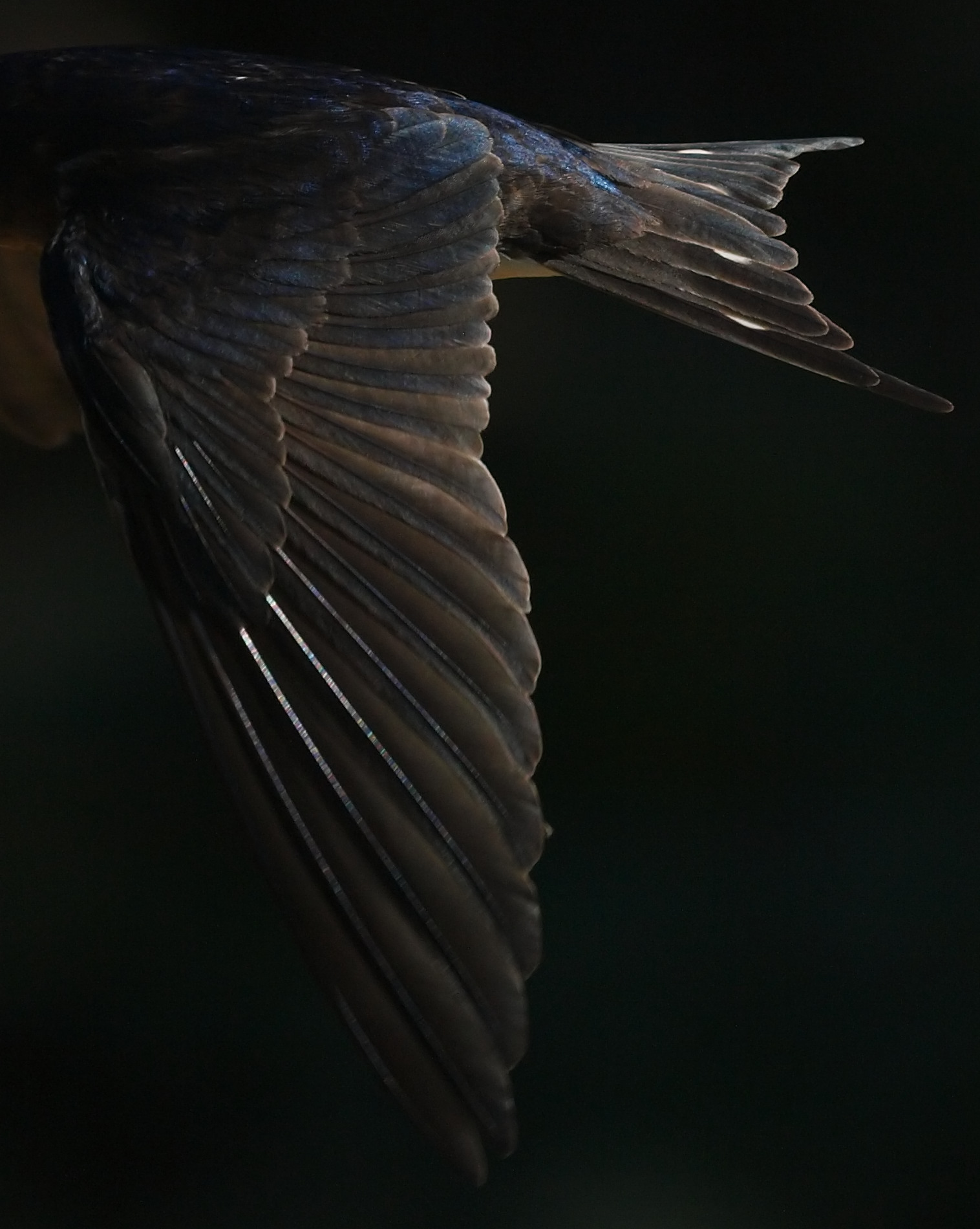 BORG45EDⅡで撮影した野鳥・ツバメの飛翔写真画像(トビモノ)