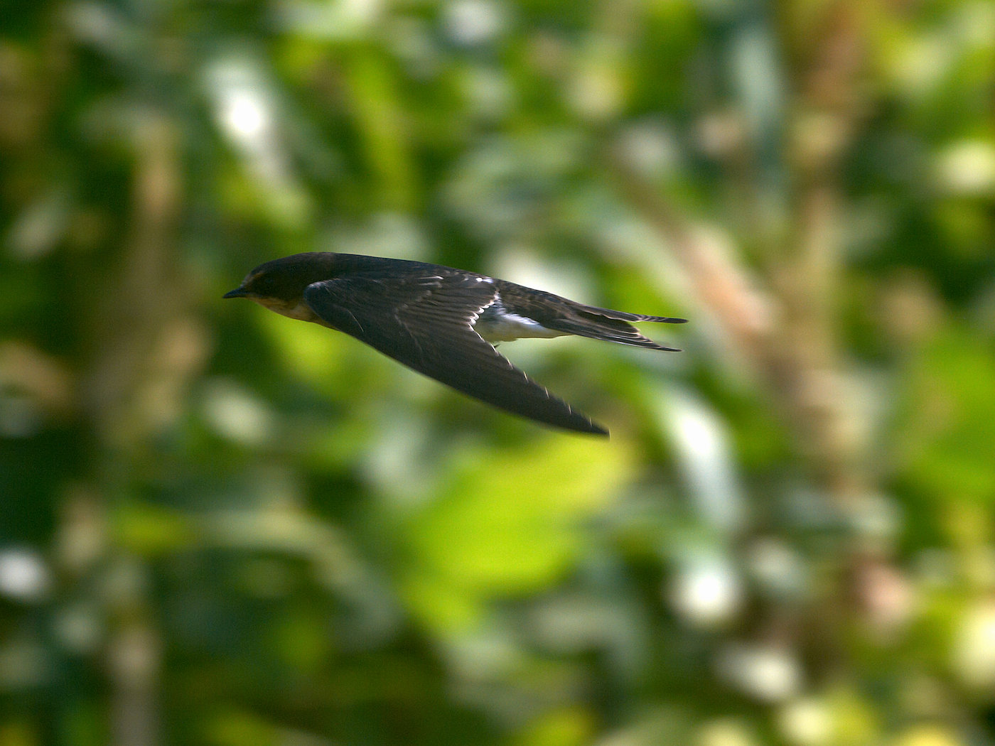 BORG60EDで撮影した野鳥・ツバメの飛翔写真画像