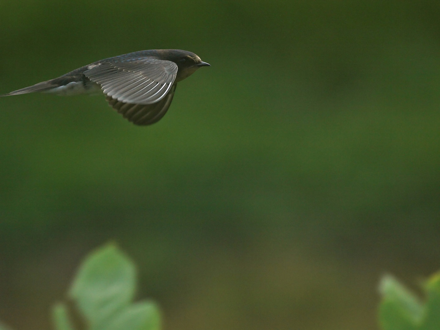 BORG60EDで撮影した野鳥・ツバメの飛翔写真画像