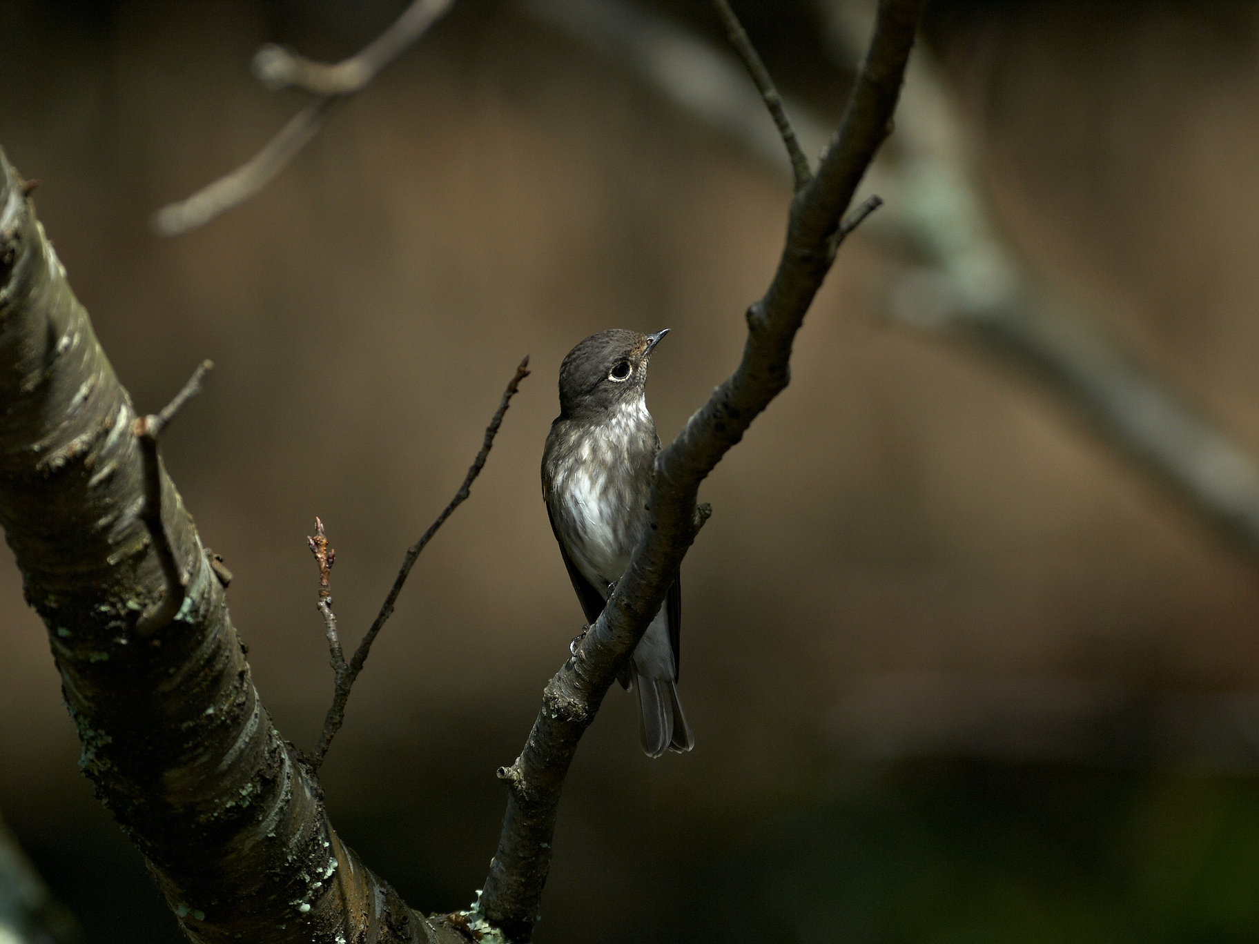 BORG71FLで撮影した野鳥・エゾビタキの写真画像