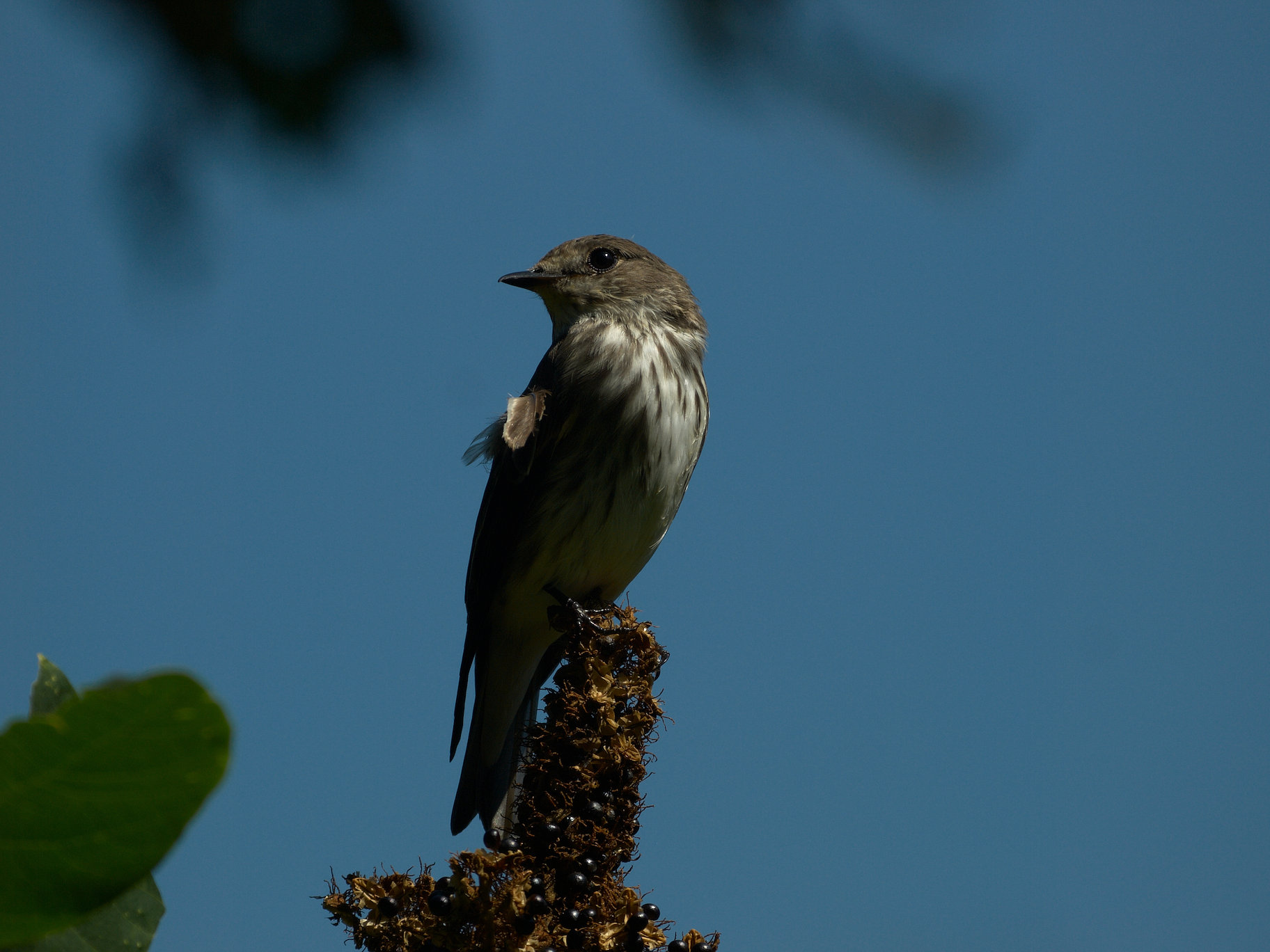 BORG71FLで撮影した野鳥・エゾビタキの写真画像