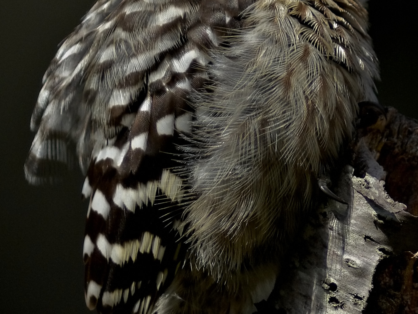 BORG 125SDで撮影した野鳥・コゲラの写真画像