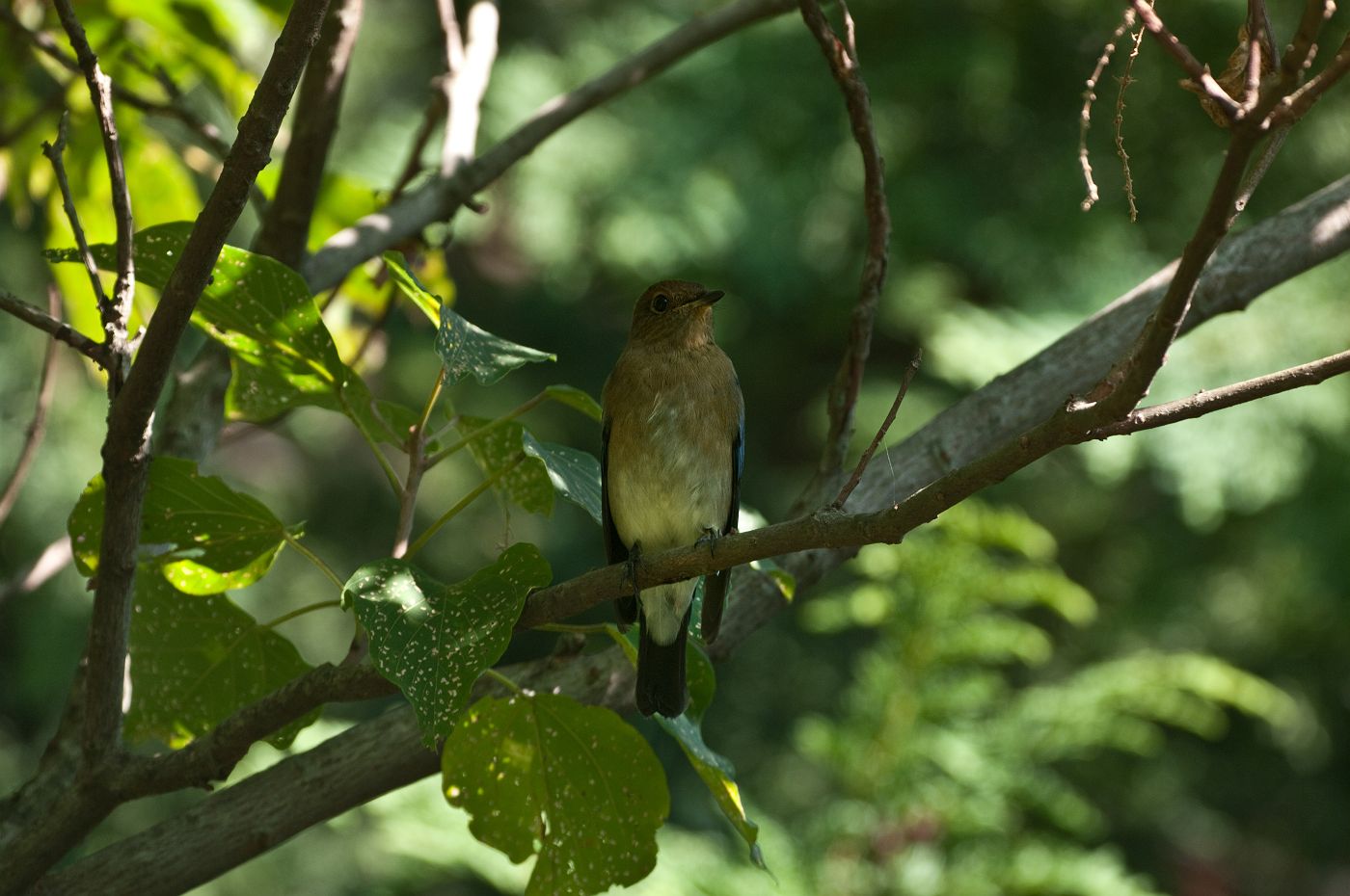 BORG71FLで撮影した野鳥・オオルリの写真画像