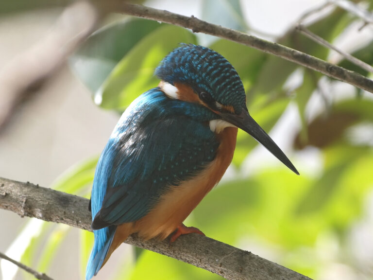 カワセミ