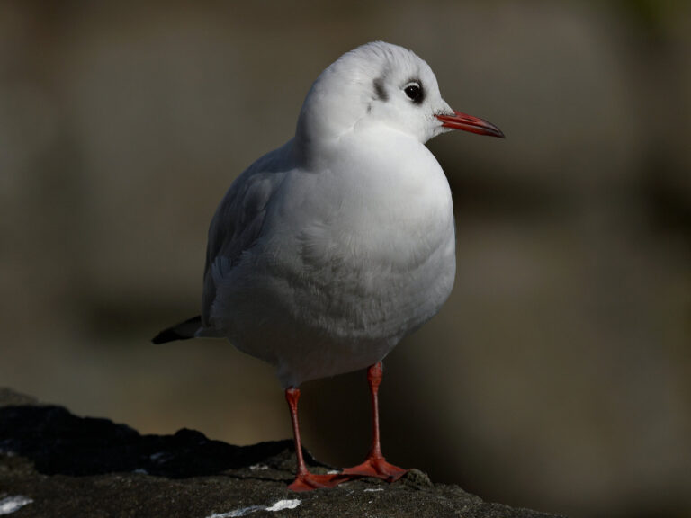 ユリカモメ