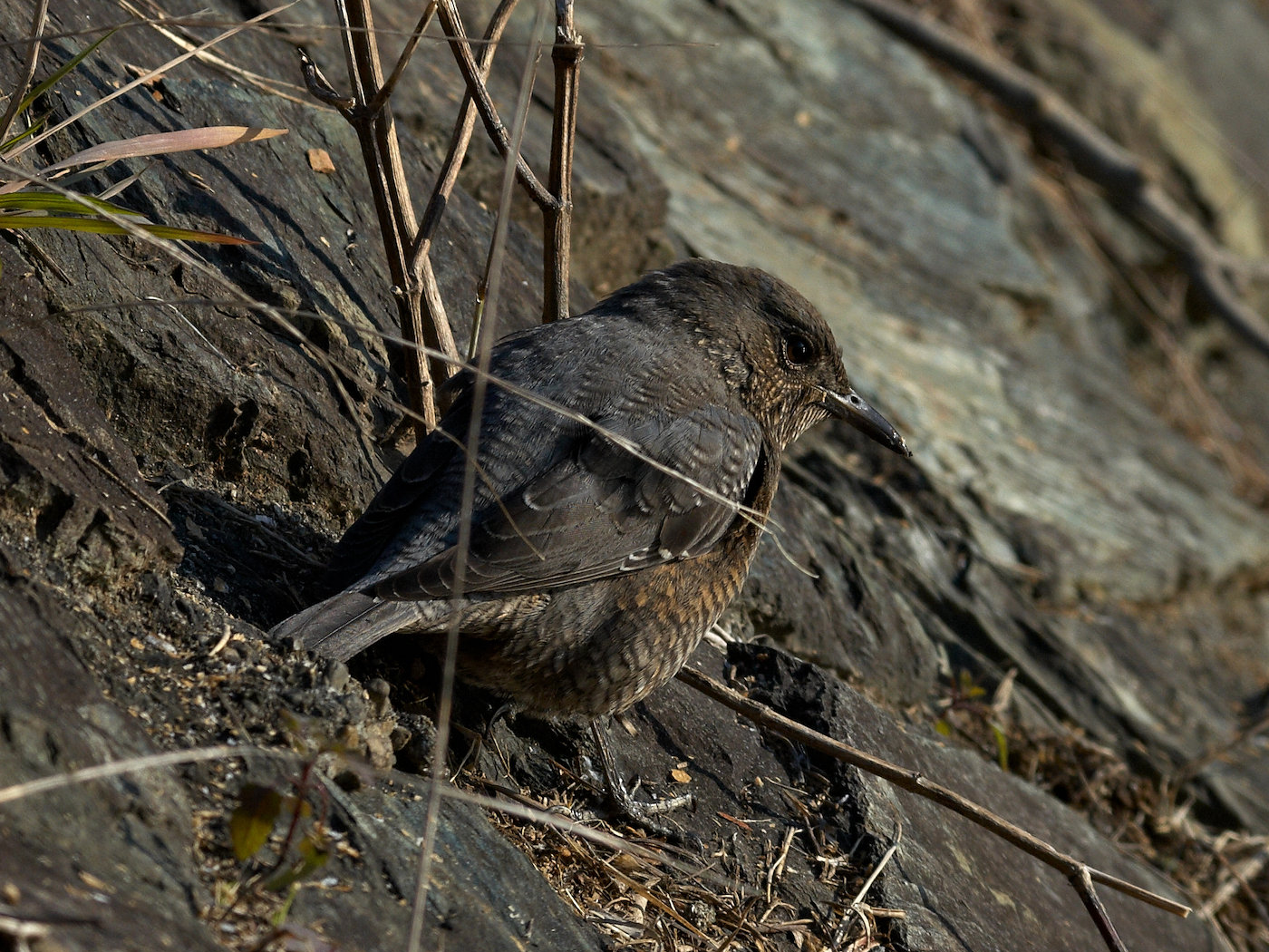 BORG50FLで撮影した野鳥・イソヒヨドリの写真画像