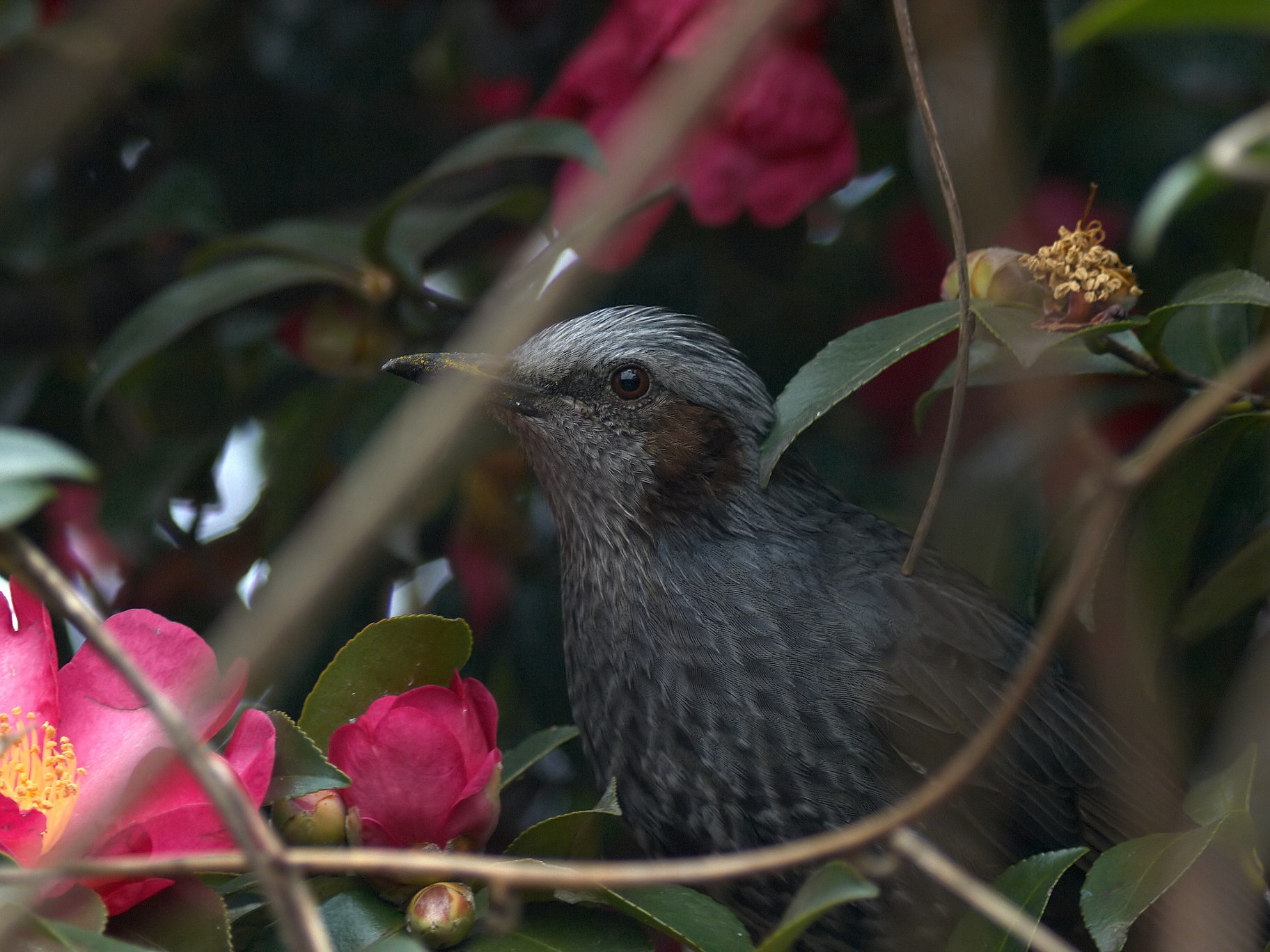BORG77EDⅡで撮影した野鳥・ヒヨドリの写真画像