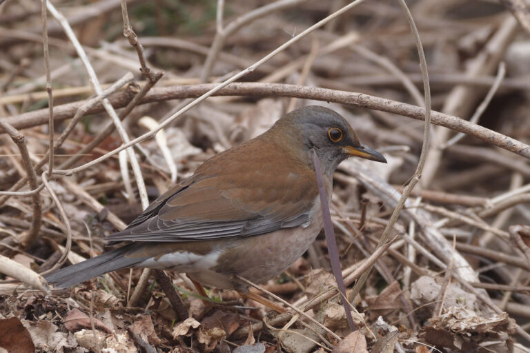 シロハラ
