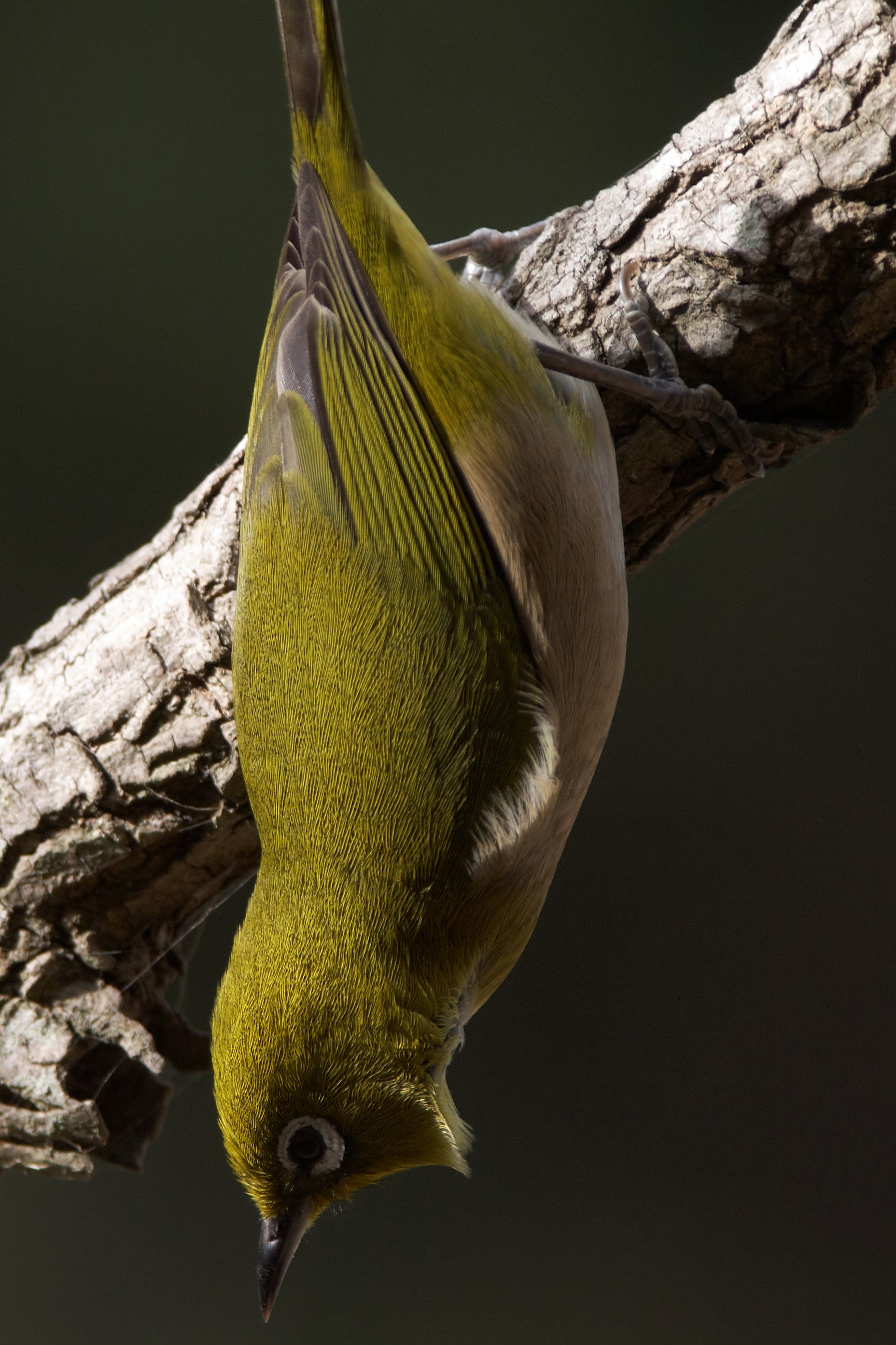 AFボーグ BORG60EDで撮影した野鳥・メジロの写真画像