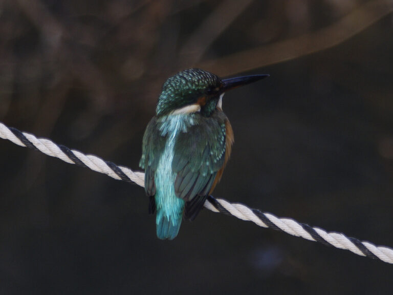 カワセミ