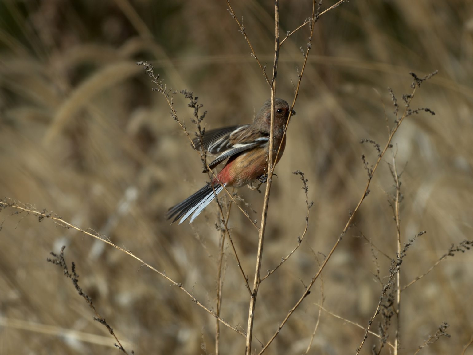 BORG71FLで撮影した野鳥・ベニマシコの写真画像
