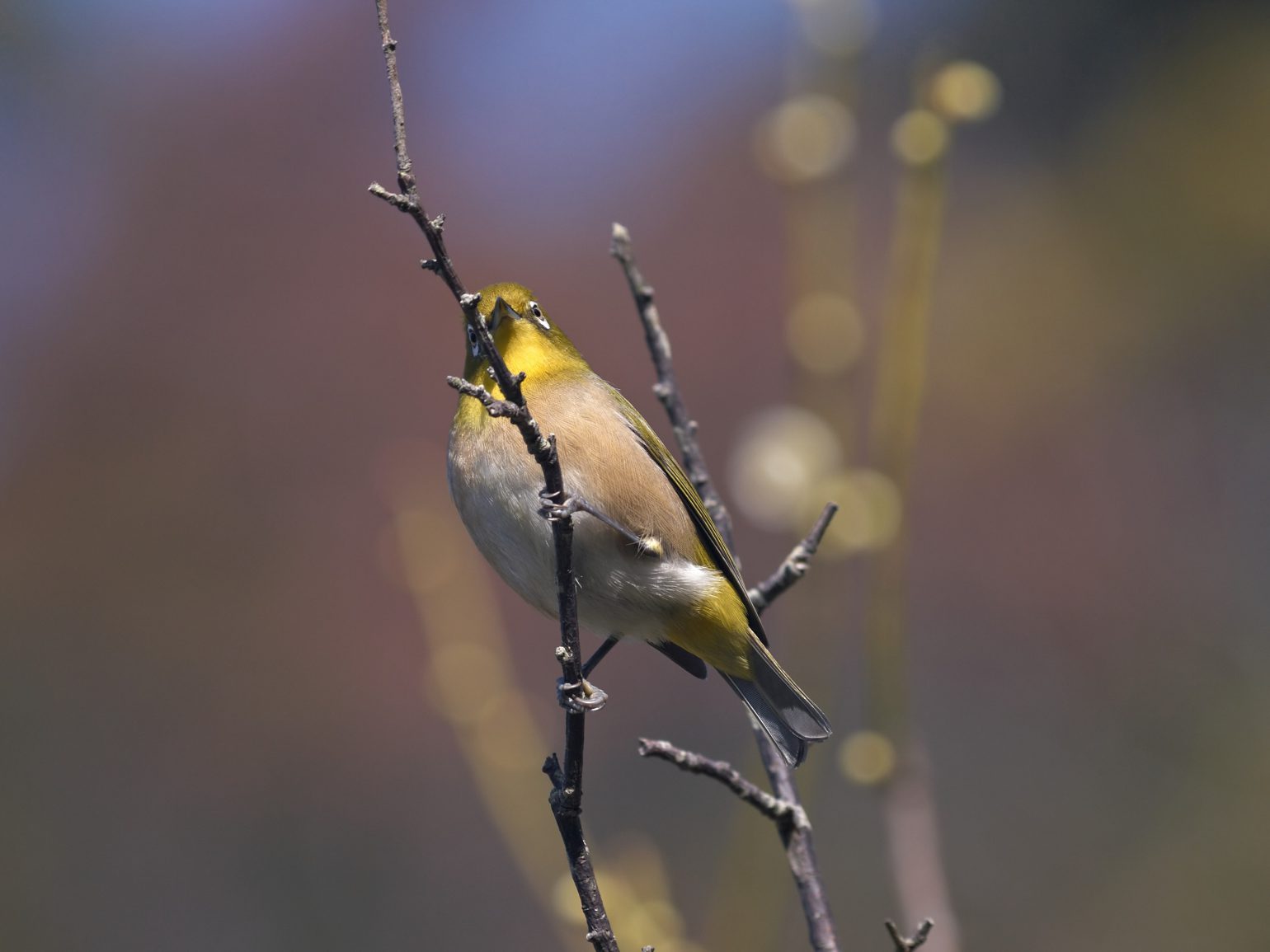 BORG45EDⅡで撮影した野鳥・メジロの写真画像