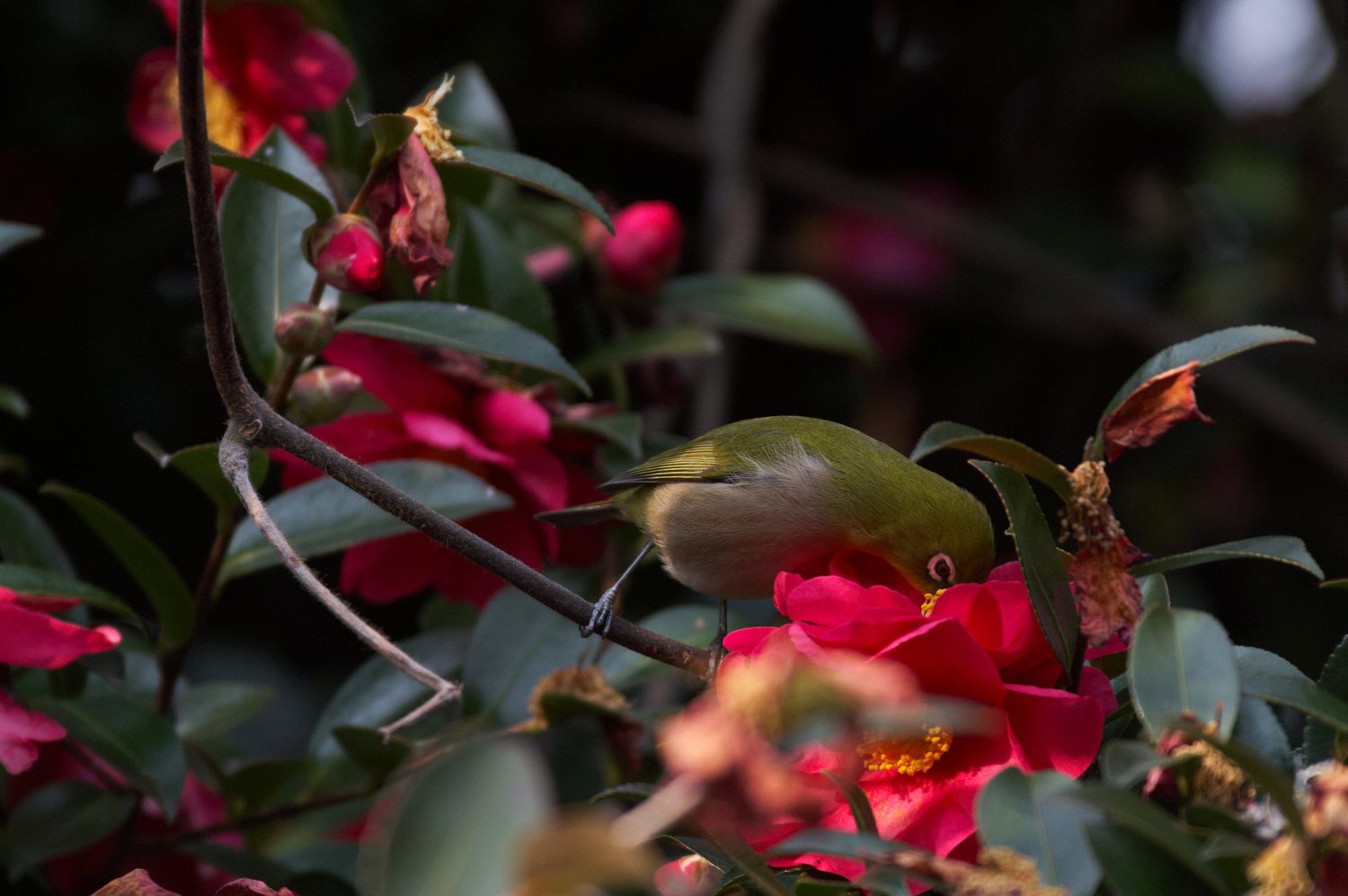 BORG125SDで撮影した野鳥・メジロの写真画像