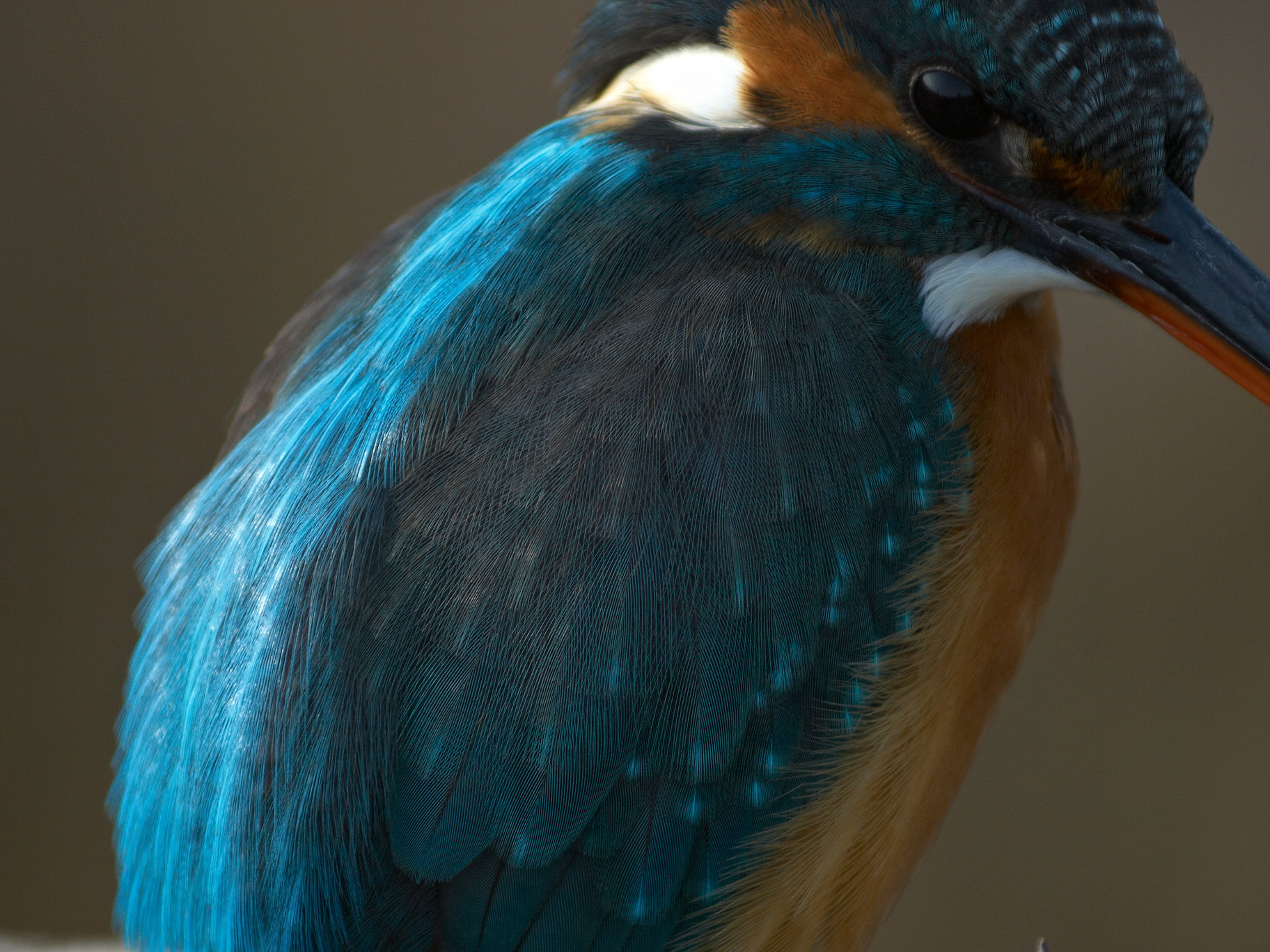 BORG125SDで撮影した野鳥・カワセミの写真画像