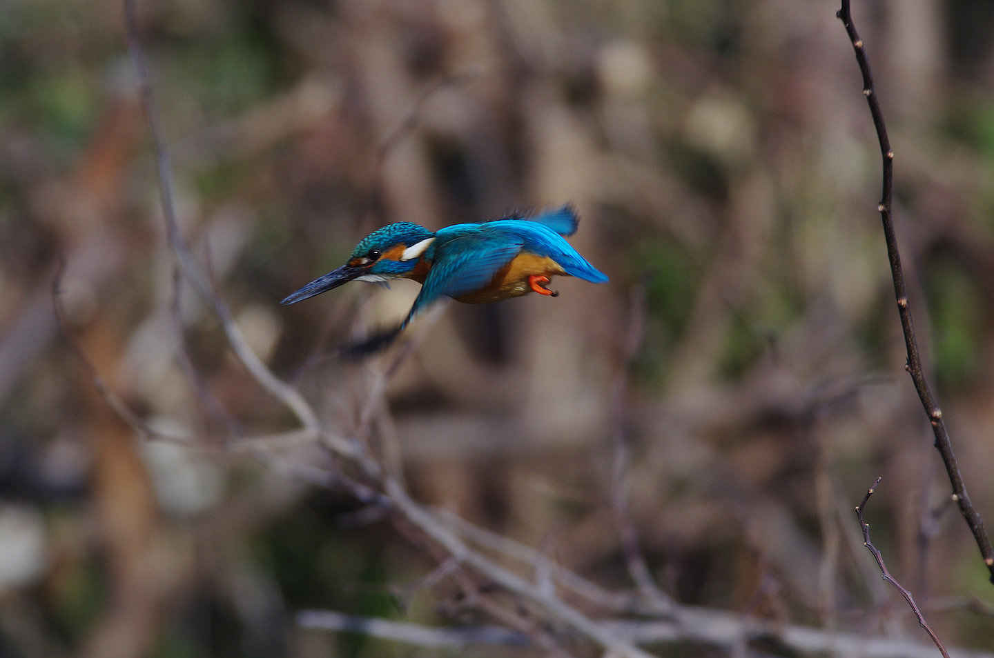 AFボーグ BORG71FLで撮影した野鳥・カワセミの写真画像