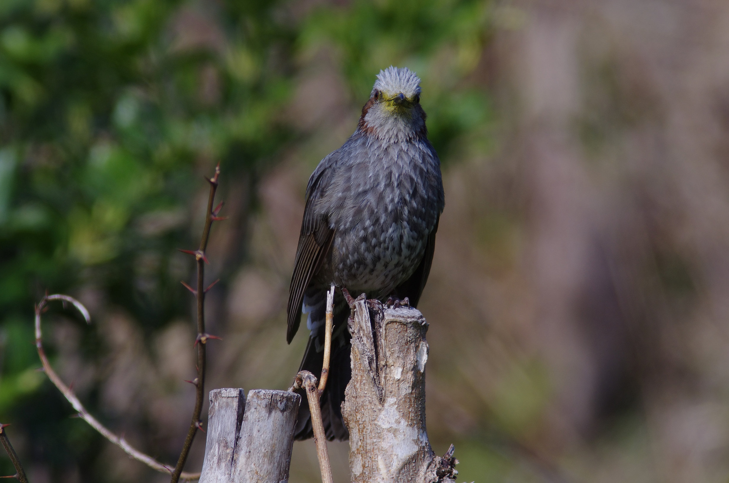 AFボーグ BORG60EDで撮影した野鳥・ヒヨドリの写真画像
