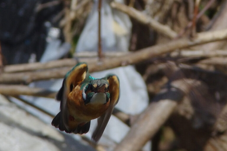 カワセミ