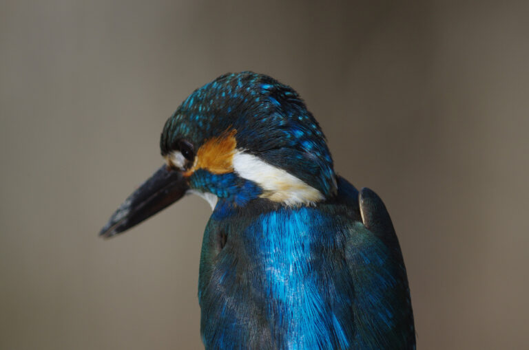 カワセミ