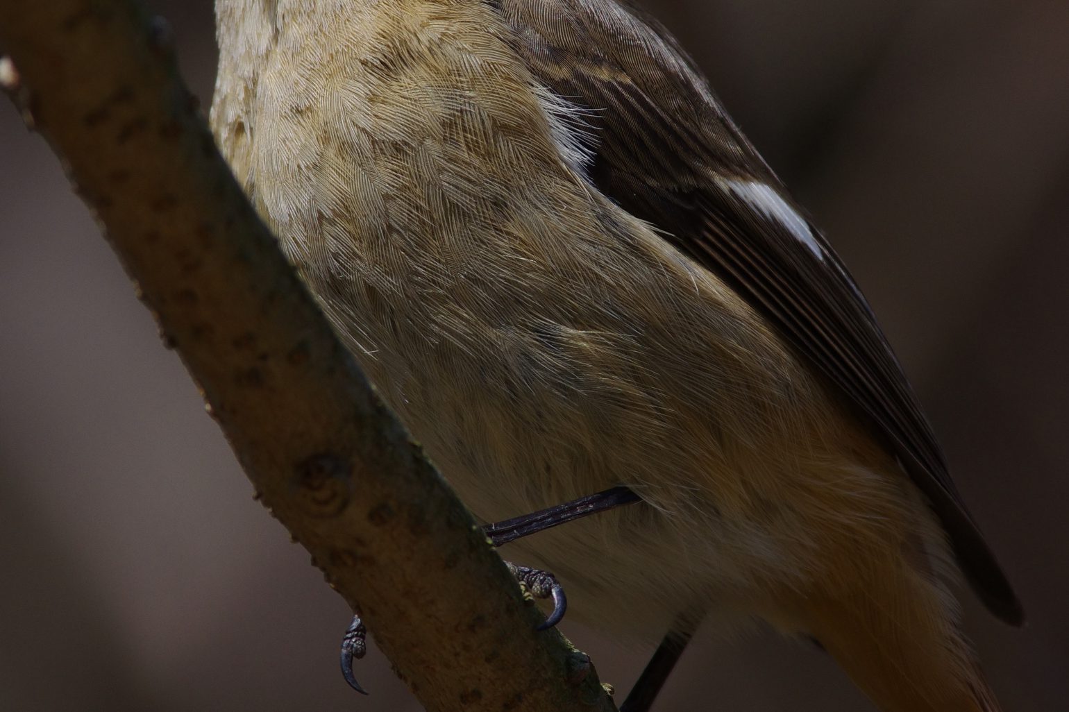 AFボーグ BORG71FLで撮影した野鳥・ジョウビタキの写真画像