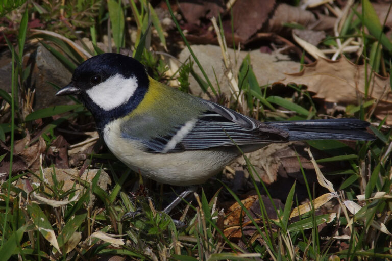 シジュウカラ