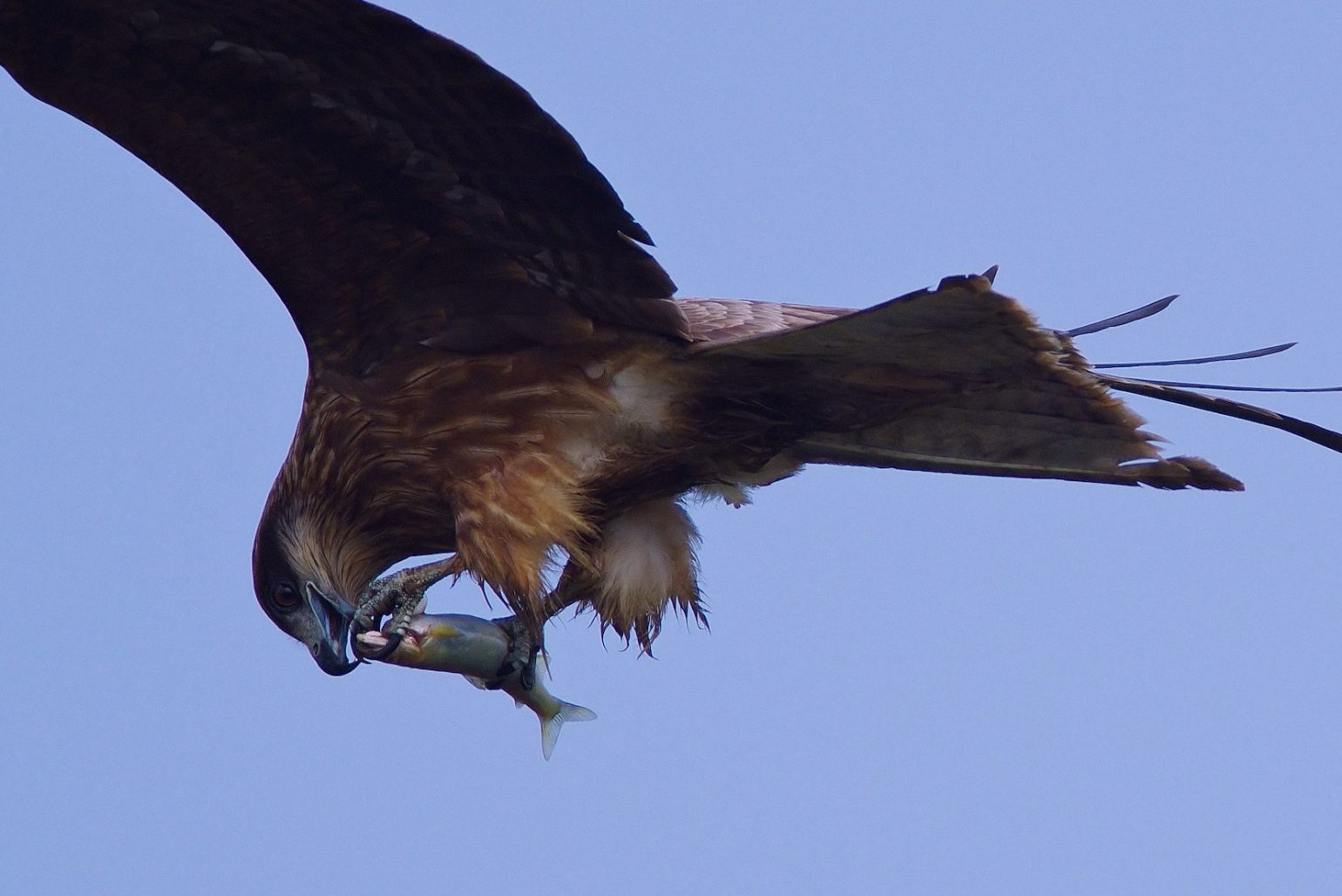 AFボーグ BORG45EDⅡで撮影した野鳥・トンビの写真画像