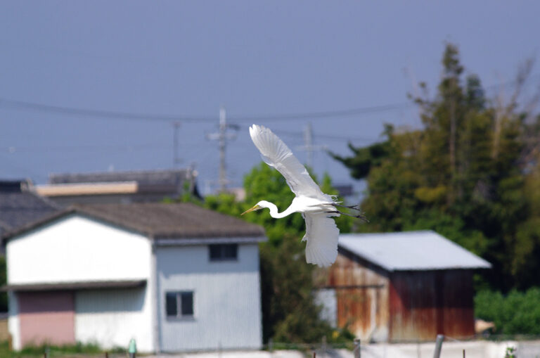 シラサギ