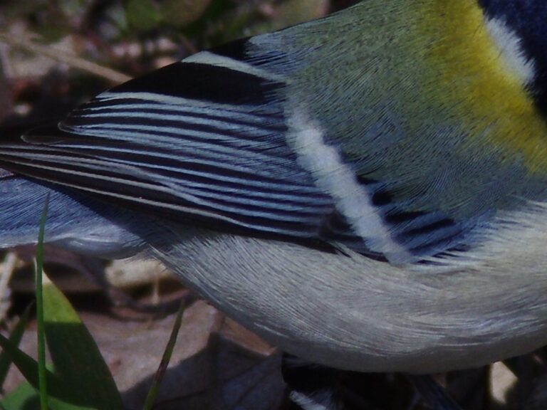 シジュウカラ