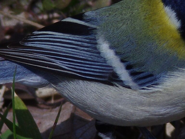 シジュウカラ