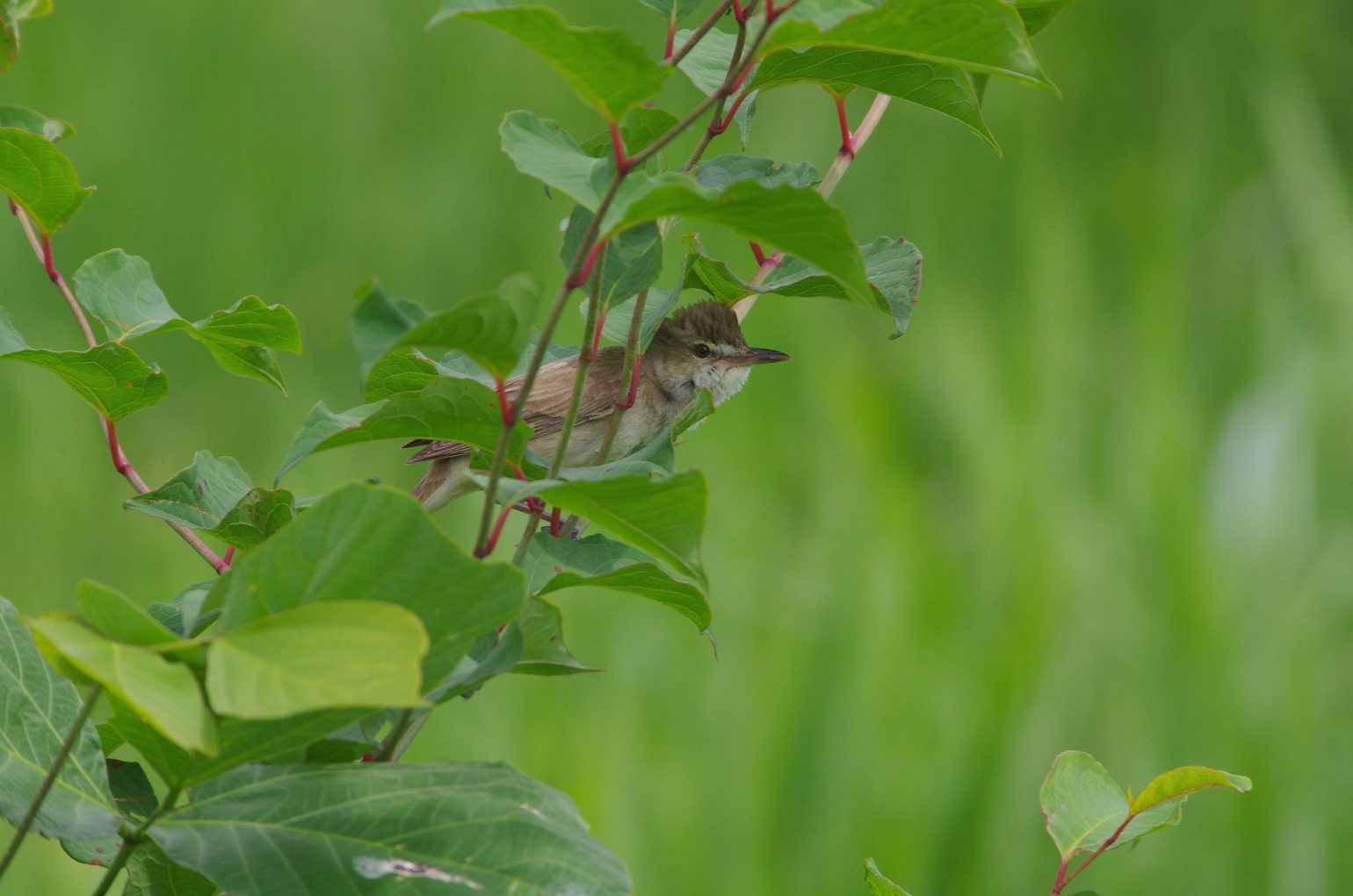 AFボーグ BORG71FLで撮影した野鳥・オオヨシキリの写真画像