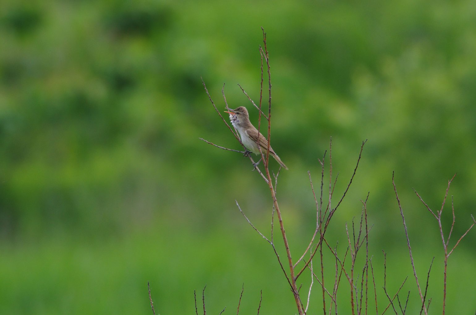 AFボーグ BORG71FLで撮影した野鳥・オオヨシキリの写真画像