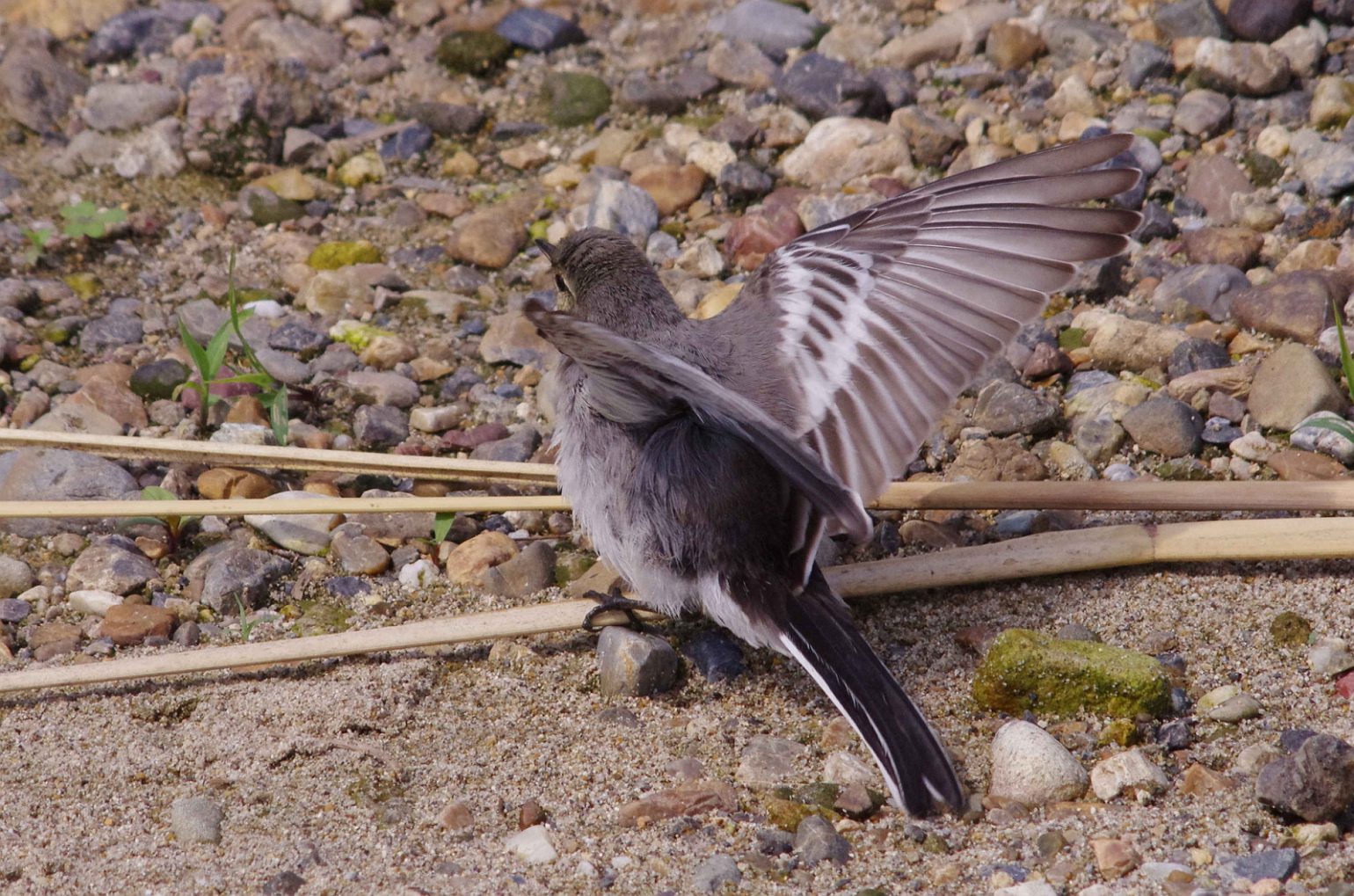 BORG45EDⅡで撮影したハクセキレイの野鳥写真画像