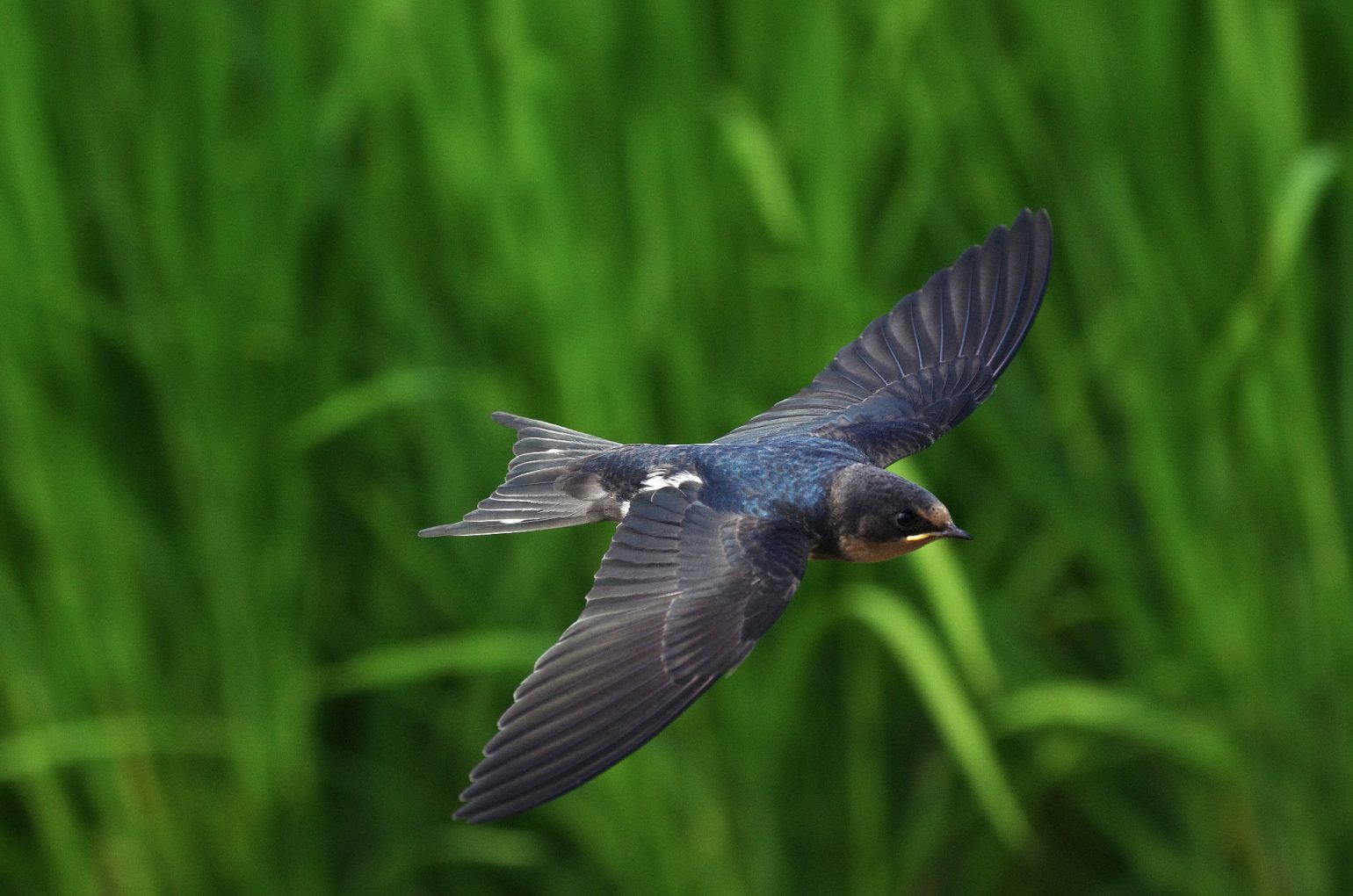 BORG50FLで撮影した野鳥・ツバメの飛翔写真画像(トビモノ)