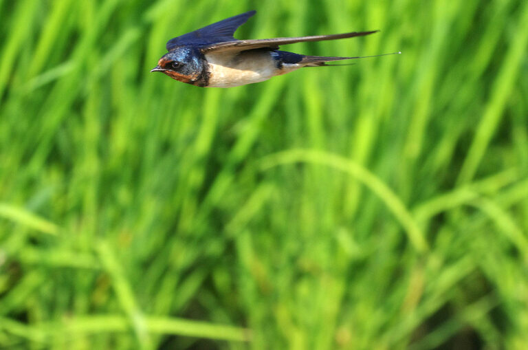ツバメ飛翔写真