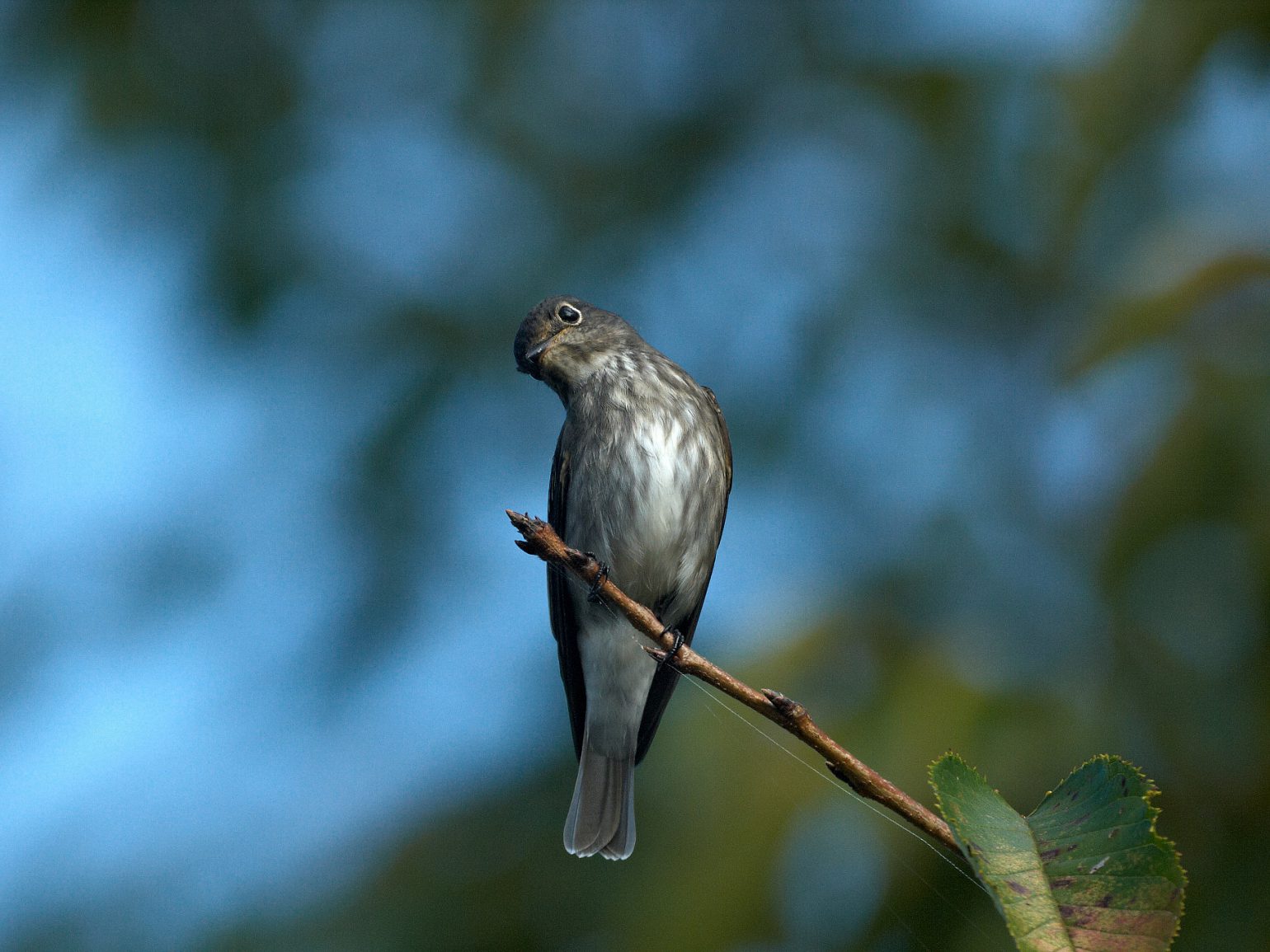 BORGで撮影した野鳥・エゾビタキの写真画像