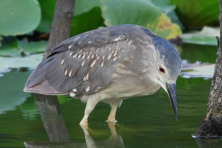 ゴイサギ