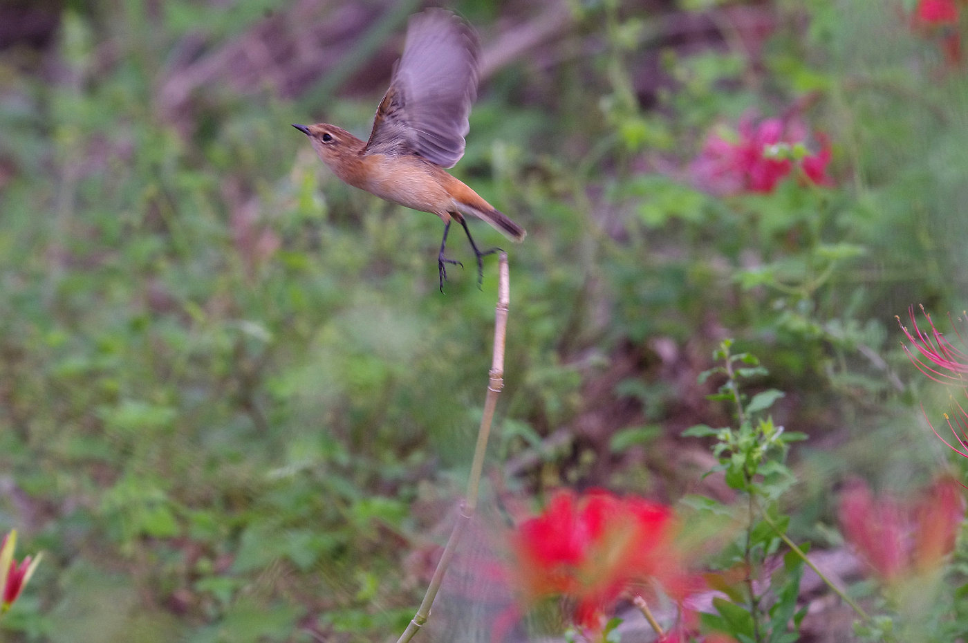 AFボーグ BORG50FLで撮影した野鳥・ノビタキの写真画像