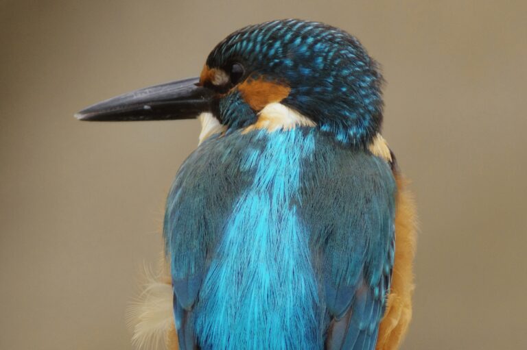 カワセミ
