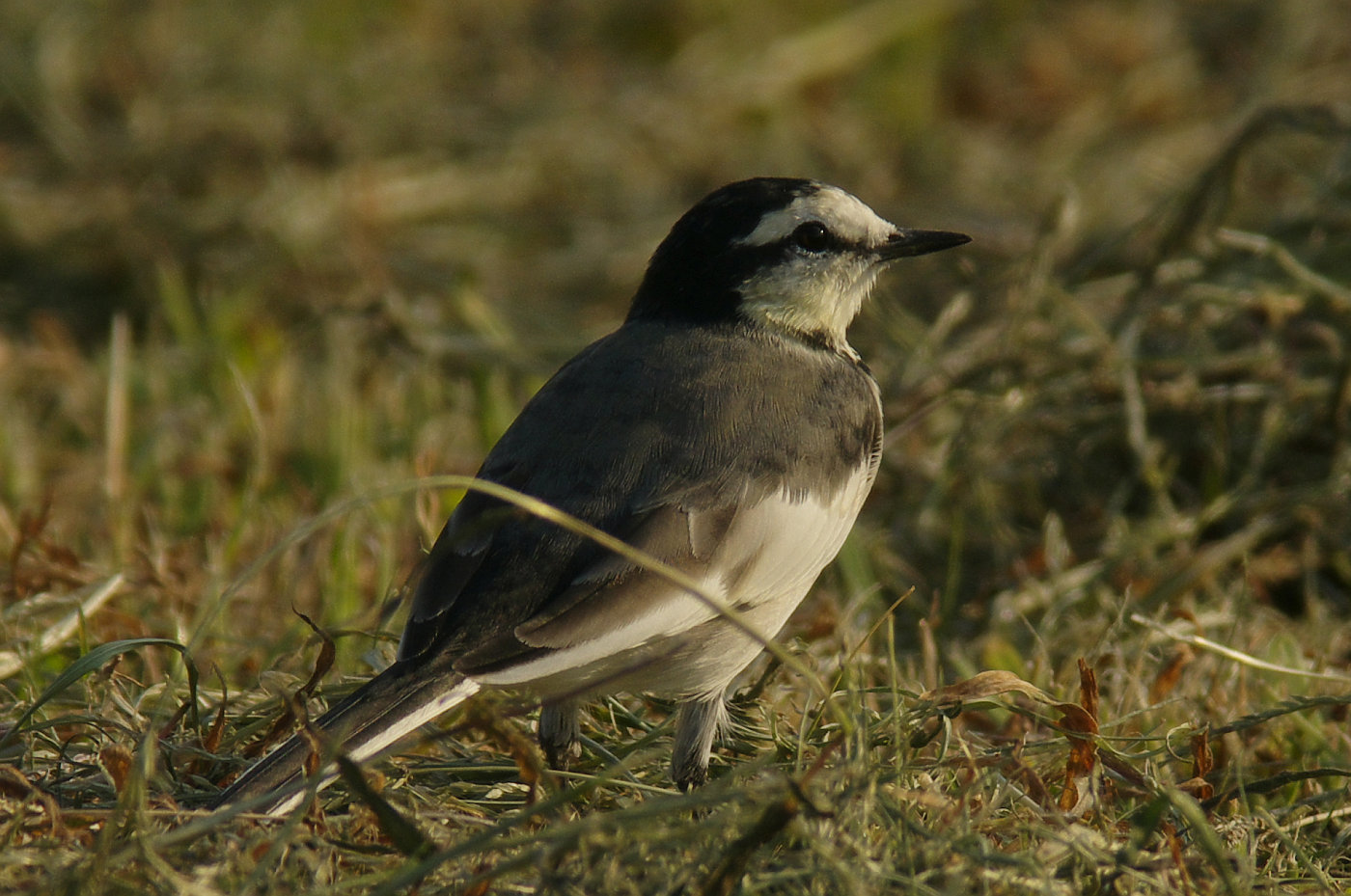 AFボーグ BORG71FLで撮影した野鳥・ハクセキレイの写真画像