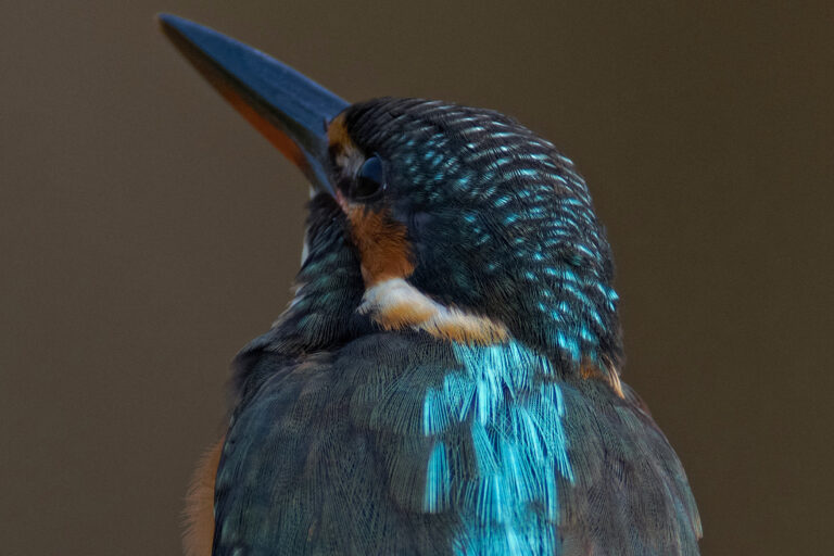 カワセミ