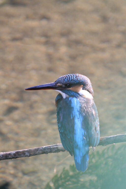 カワセミ