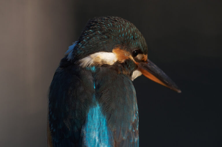 カワセミ