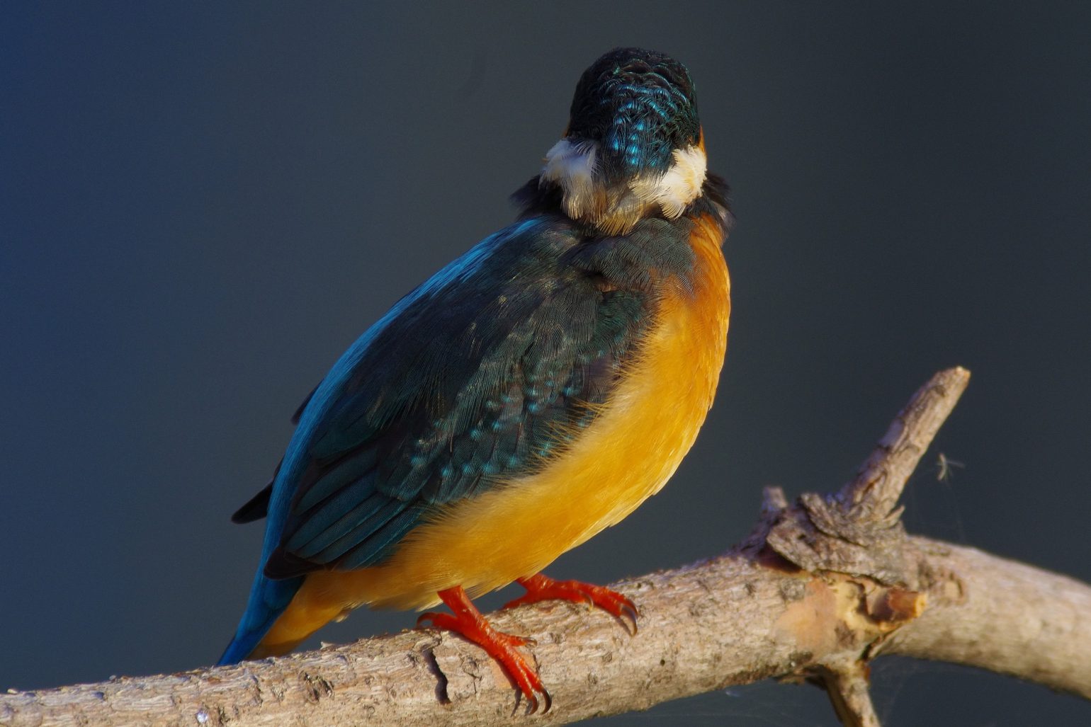 AFボーグ BORG60EDで撮影した野鳥・カワセミの写真画像