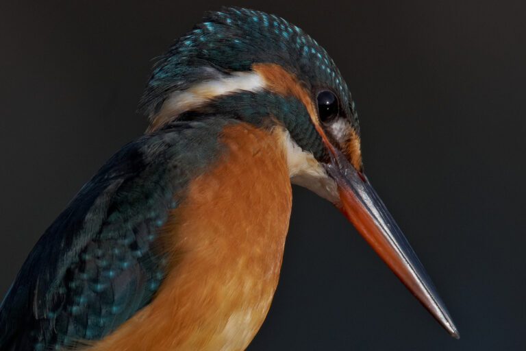 カワセミ